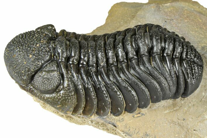 Detailed Phacopid (Morocops) Trilobite - Foum Zguid, Morocco #363150
